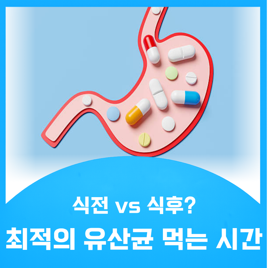 위 유산균